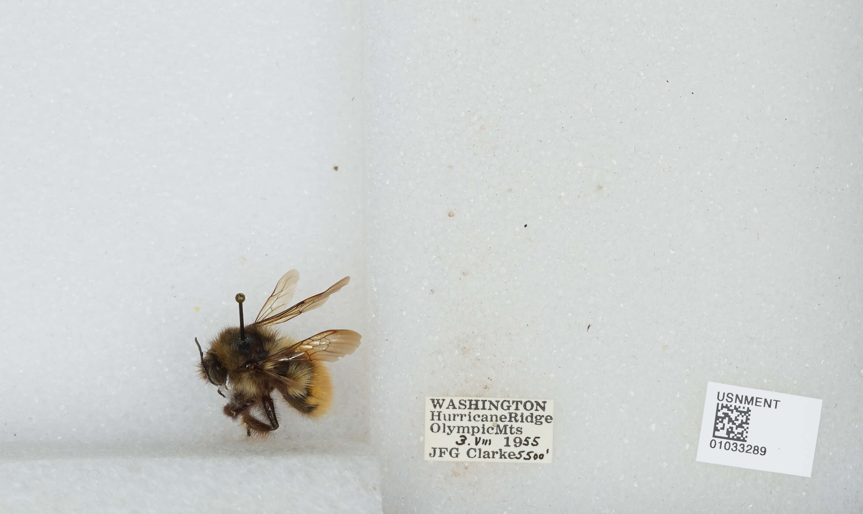 Image de Bombus sylvicola Kirby 1837