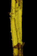 Image of Senegalia westiana
