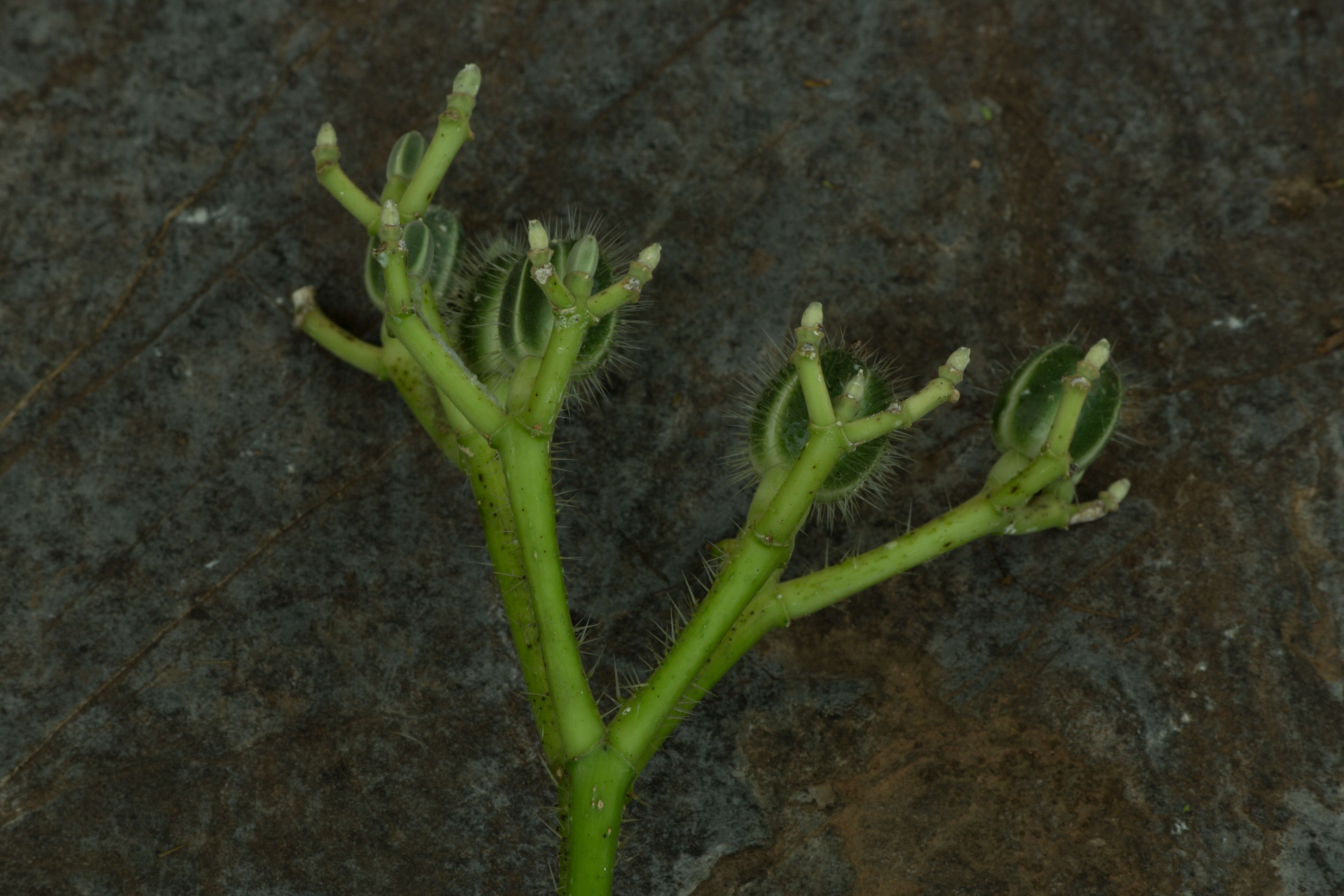 Image of Cnidoscolus tubulosus (Müll. Arg.) I. M. Johnst.