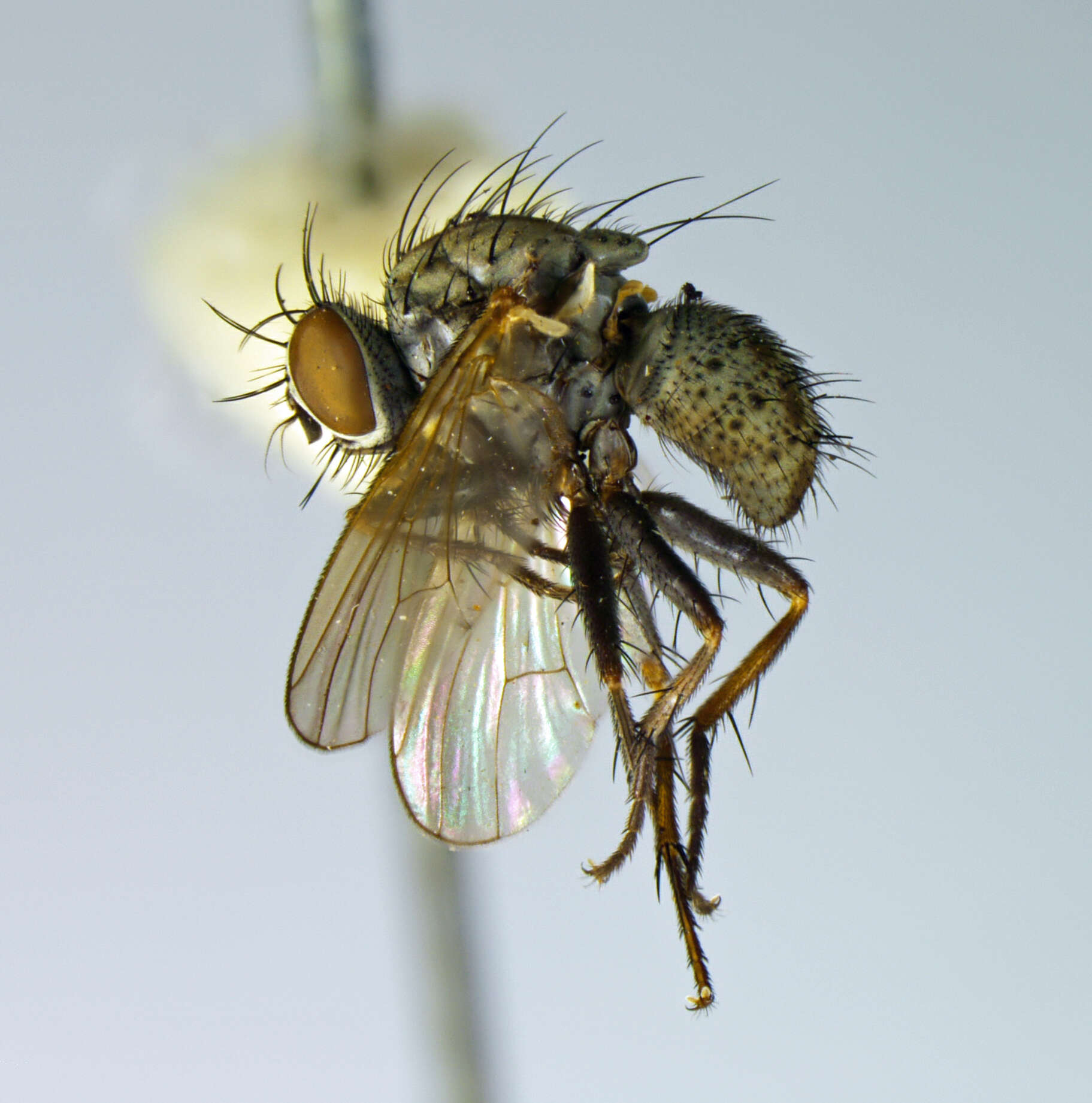 Image of Coenosia uniformis Malloch 1934