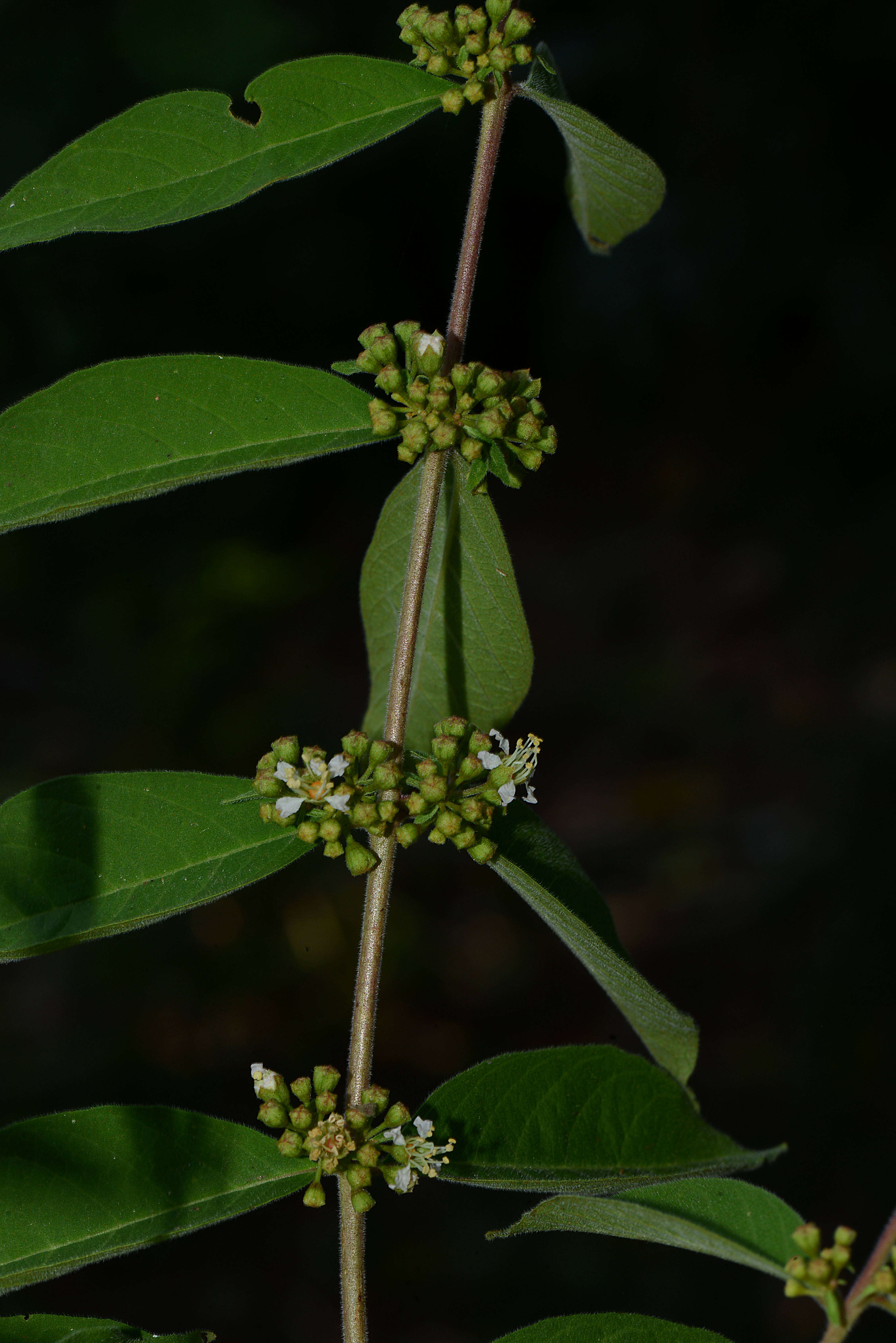 Image of Adenaria Kunth