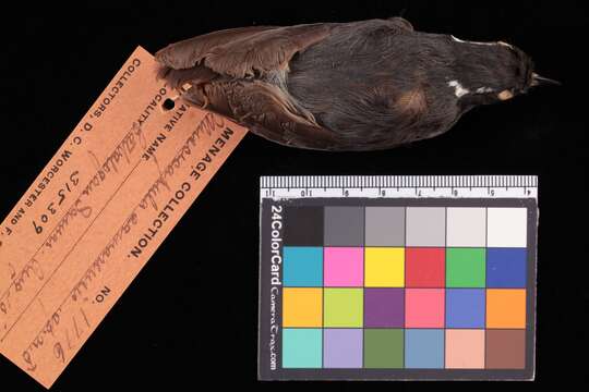 Image of Ficedula basilanica samarensis (Bourns & Worcester 1894)