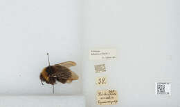 Image of Bombus barbutellus (Kirby 1802)