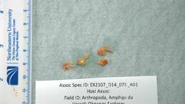 Image of Amphipoda