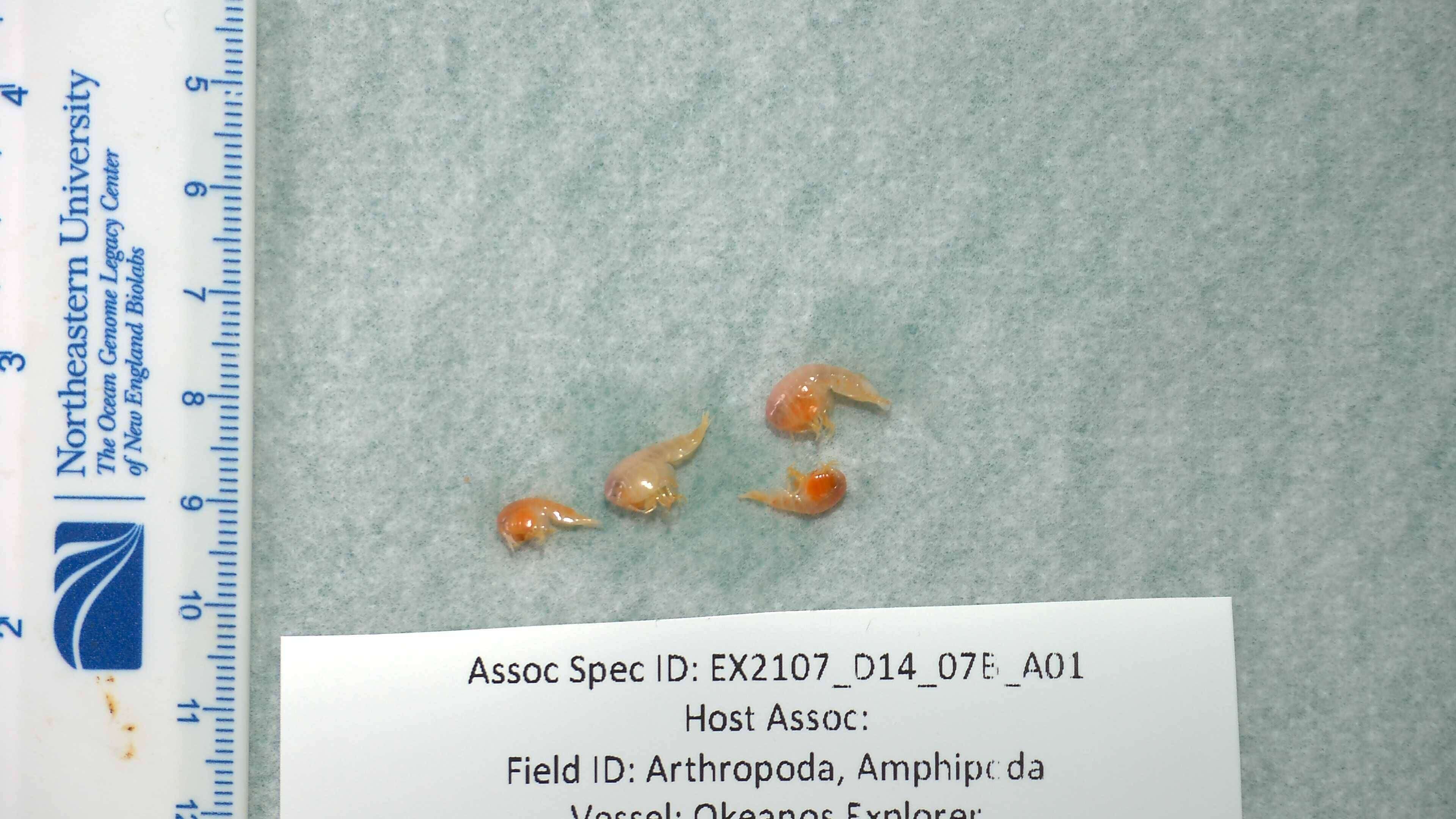 Image of Amphipoda