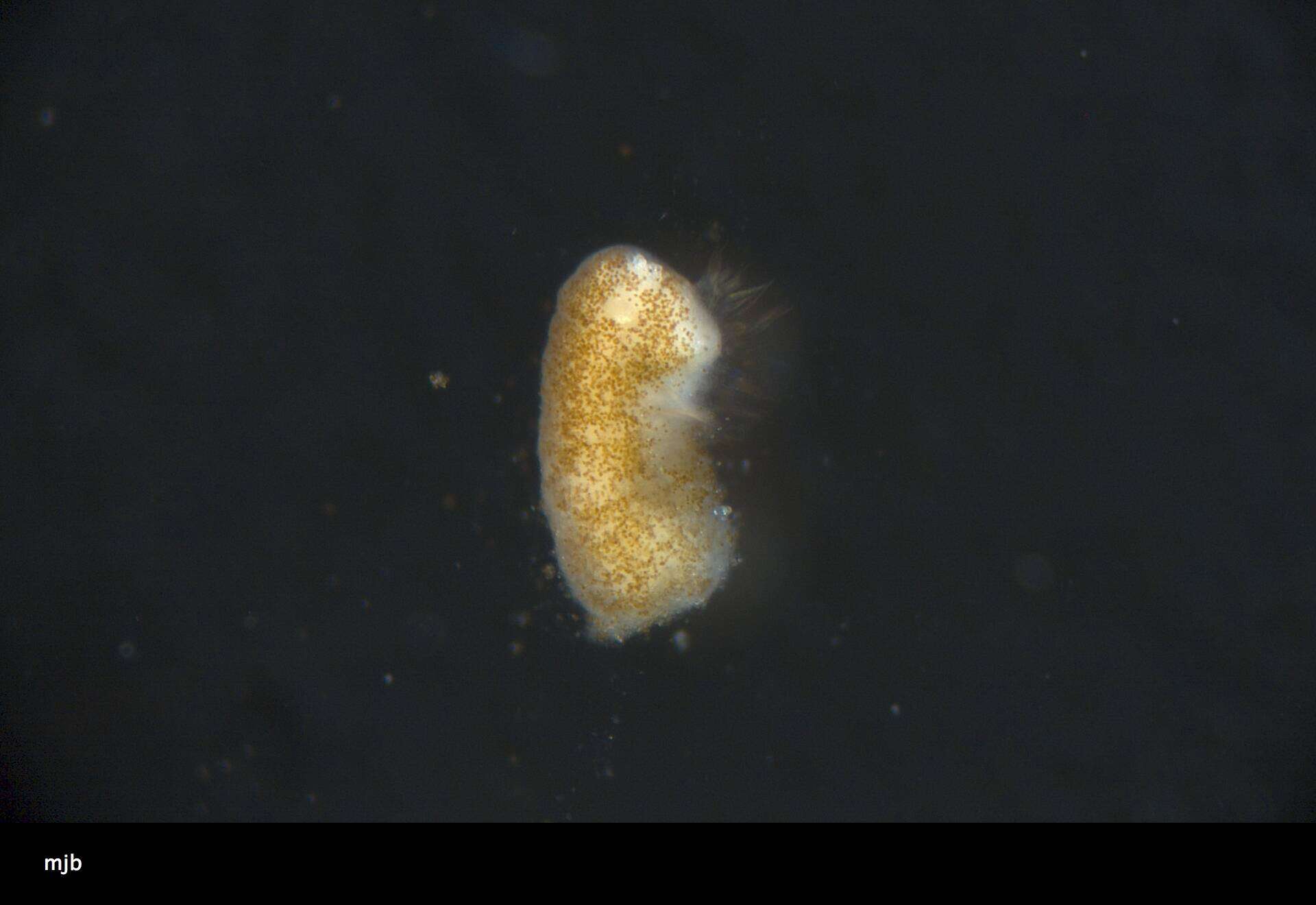 Image of Palythoa heliodiscus (Ryland & Lancaster 2003)