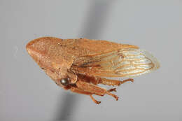 Image of Guayaquila obesa Dietrich