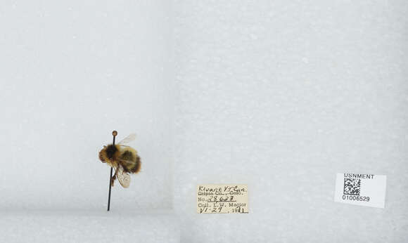 Image of Frigid Bumble Bee