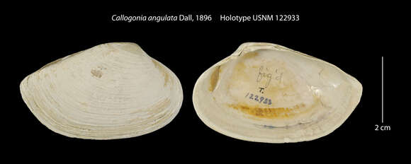 Archivesica angulata (Dall 1895)的圖片