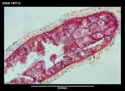 Image of Metamenia triglandulata Salvini-Plawen 1978