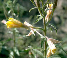 Imagem de Oenothera elata subsp. hirsutissima (A. Gray ex S. Wats.) W. Dietrich