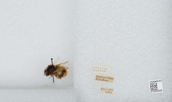 Image of Bombus flavescens Smith 1852