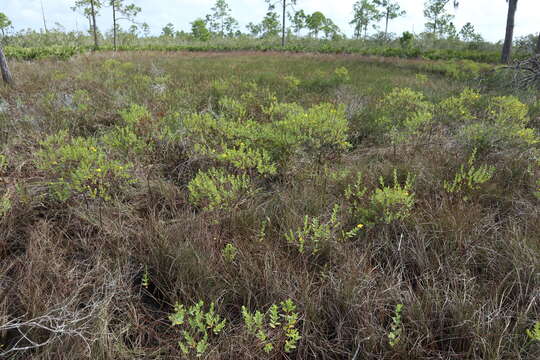 Imagem de Hypericum edisonianum (Small) P. Adams & N. Robson