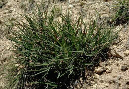 Image of El Paso evening primrose