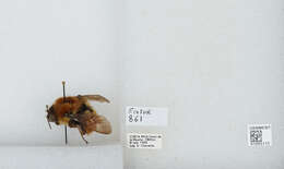 Image of Bombus ephippiatus Say 1837