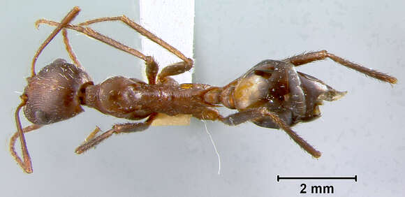 Image of Aphaenogaster cockerelli Andre 1893