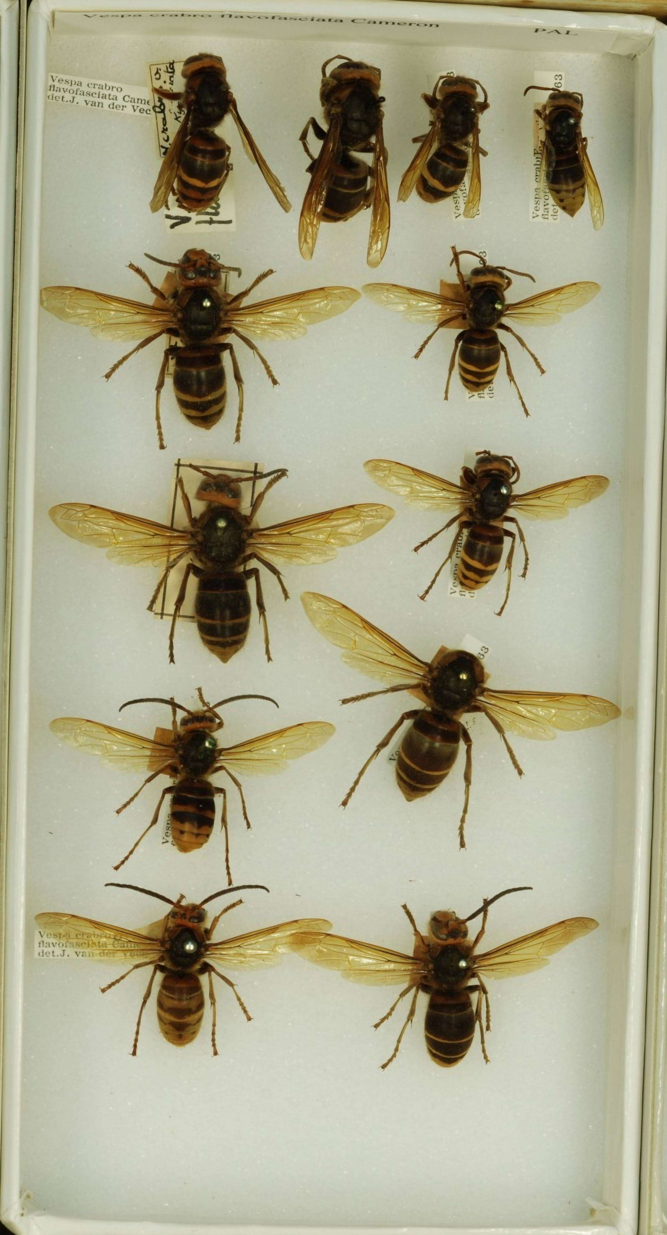 Image of <i>Vespa crabro flavofasciata</i>