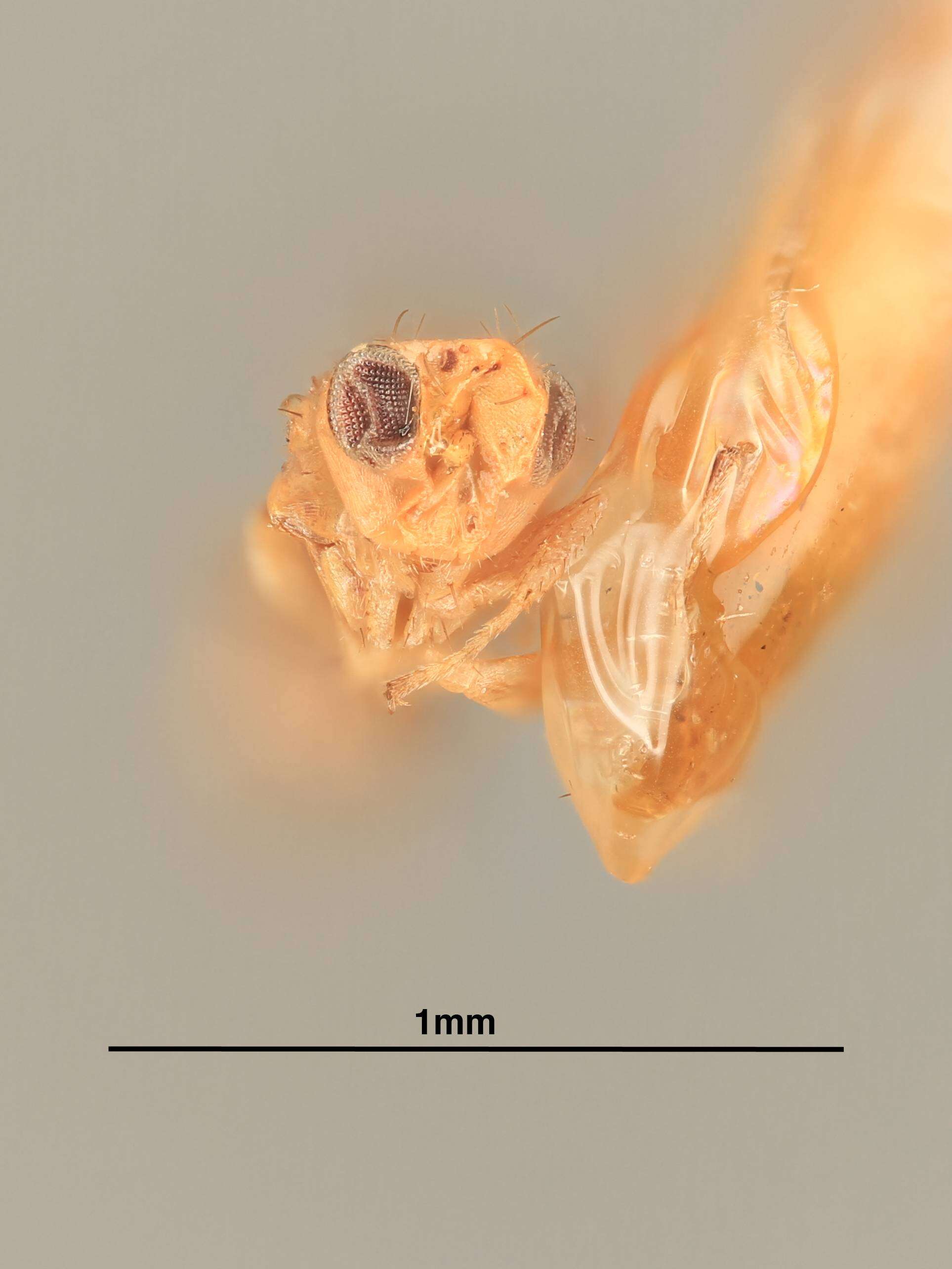 Image of Euryischomyia flavithorax Girault & Dodd 1915