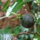 Image of Forest Gardenia