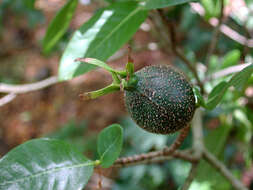 Image of Forest Gardenia