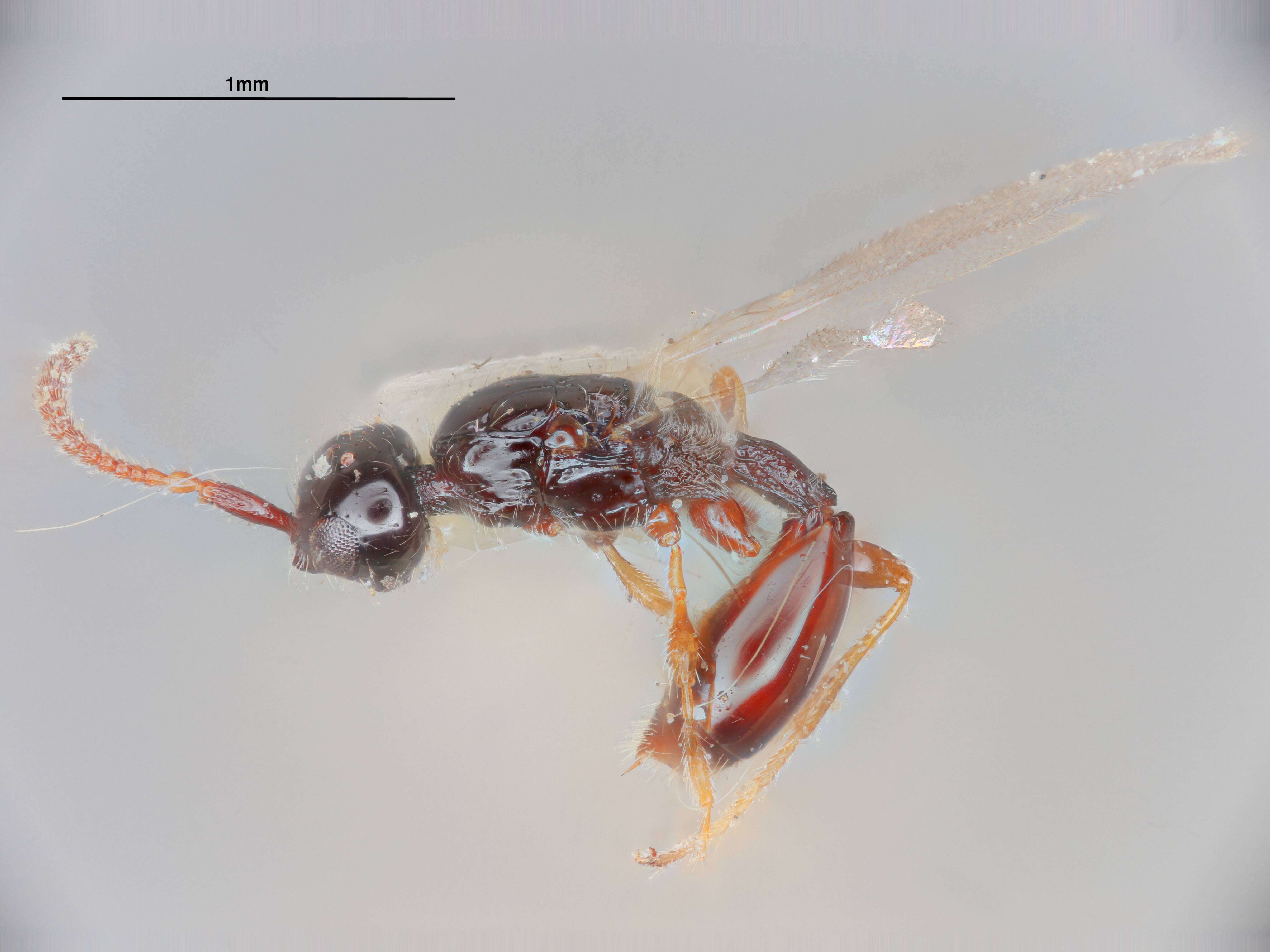 Image of Xenopria Fouts 1939