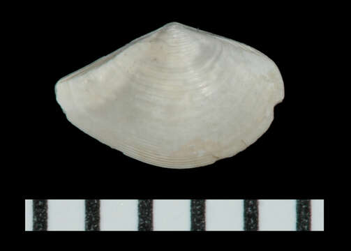 Image of Concentric Nut Clam