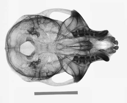 Слика од Chlorocebus pygerythrus pygerythrus (F. Cuvier 1821)