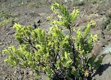 Image de Dubautia menziesii (A. Gray) Keck