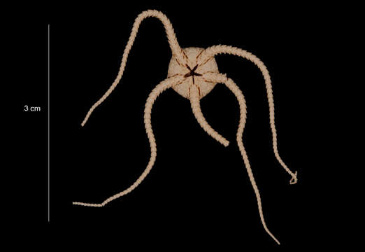 Image of Ophiura flexibilis (Koehler 1911)