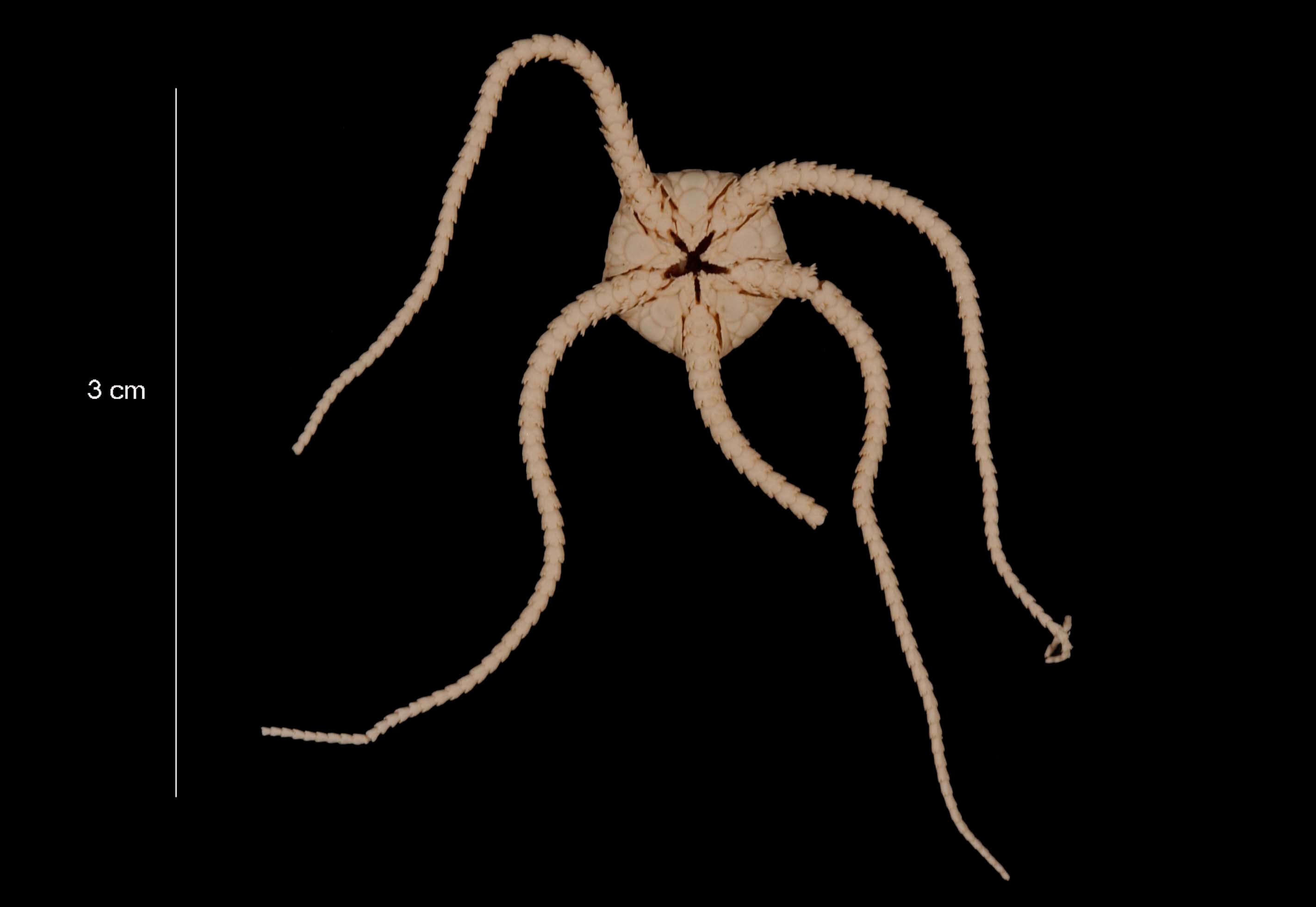 Image of Ophiura flexibilis (Koehler 1911)