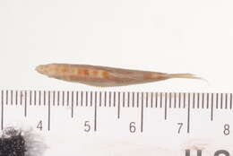 Image of Hora's Loach