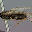 Imagem de <i>Hoplocampa bioculata</i>