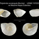 Image of <i>Polydontes acutangula</i>