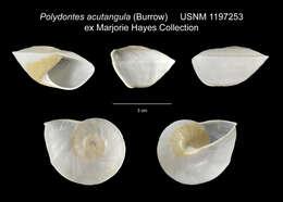 Sivun <i>Polydontes acutangula</i> kuva