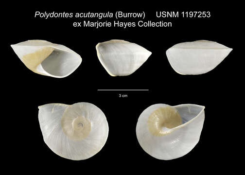 Image of <i>Polydontes acutangula</i>