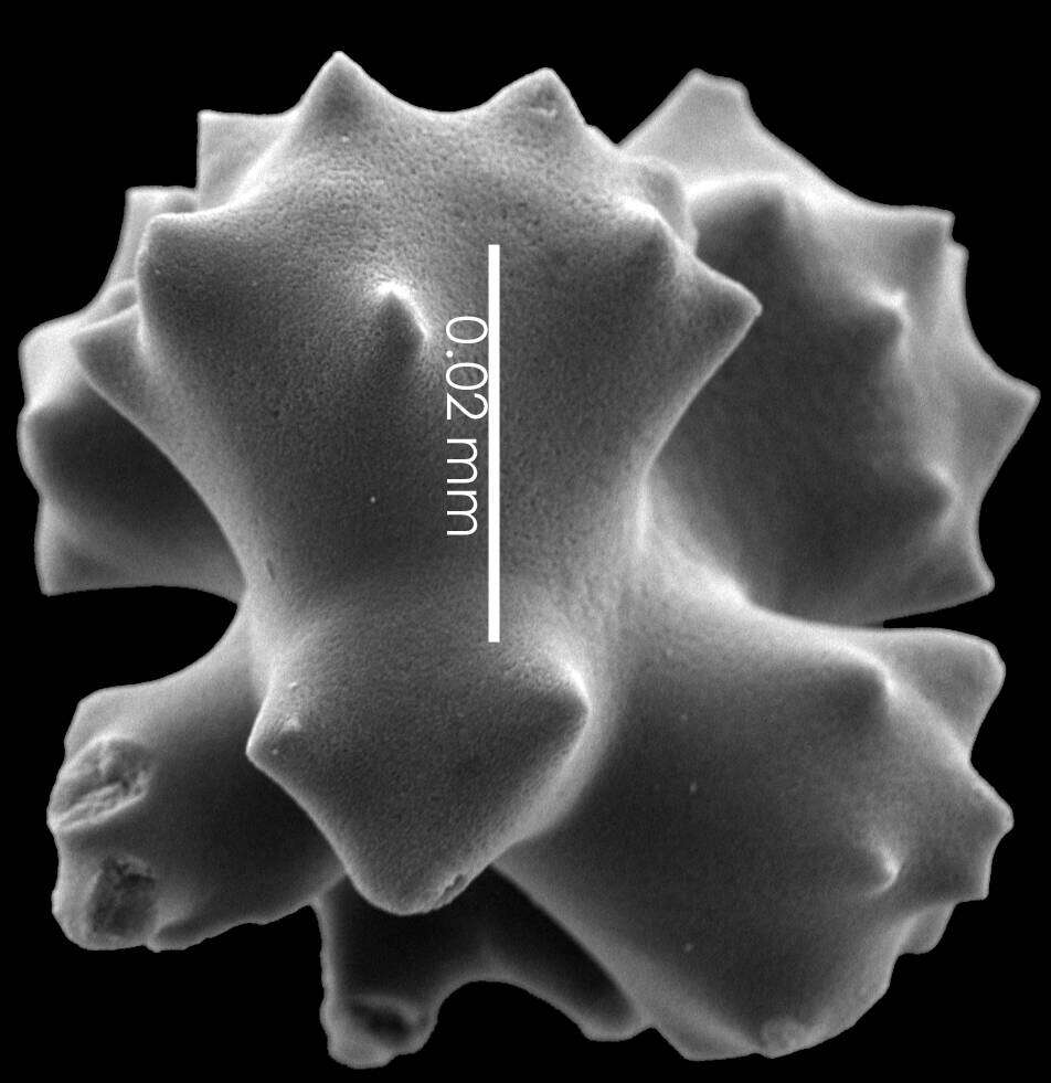Image of Pleurocorallium niveum (Bayer 1956)