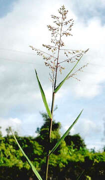 Plancia ëd Isachne distichophylla Munro ex Hillebr.