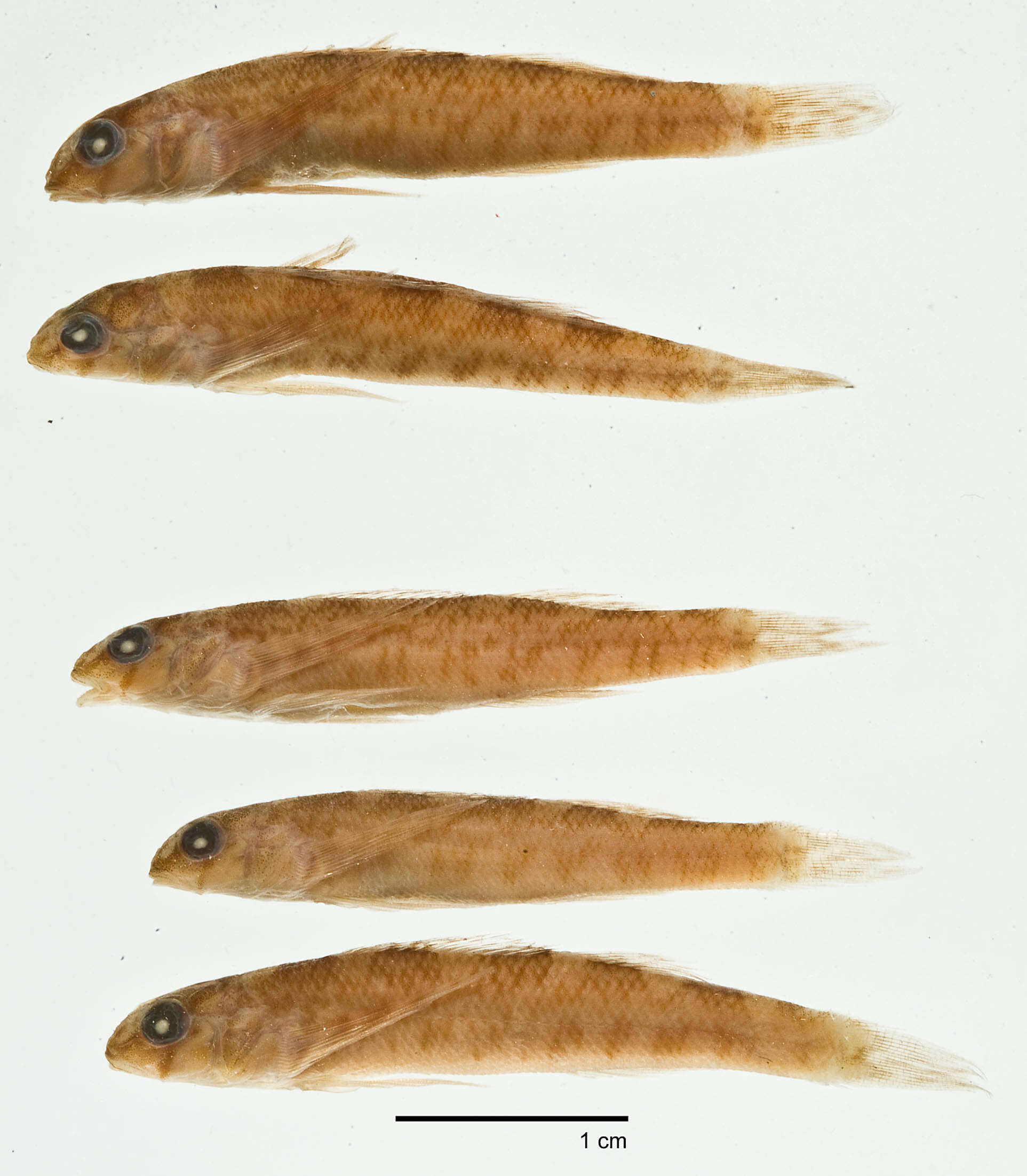 Image de Etheostoma rupestre Gilbert & Swain 1887