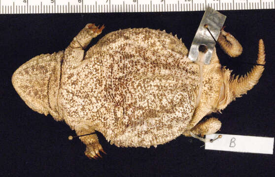 Image of Greater Short-horned Lizard