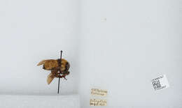 Image de Bombus fervidus (Fabricius 1798)