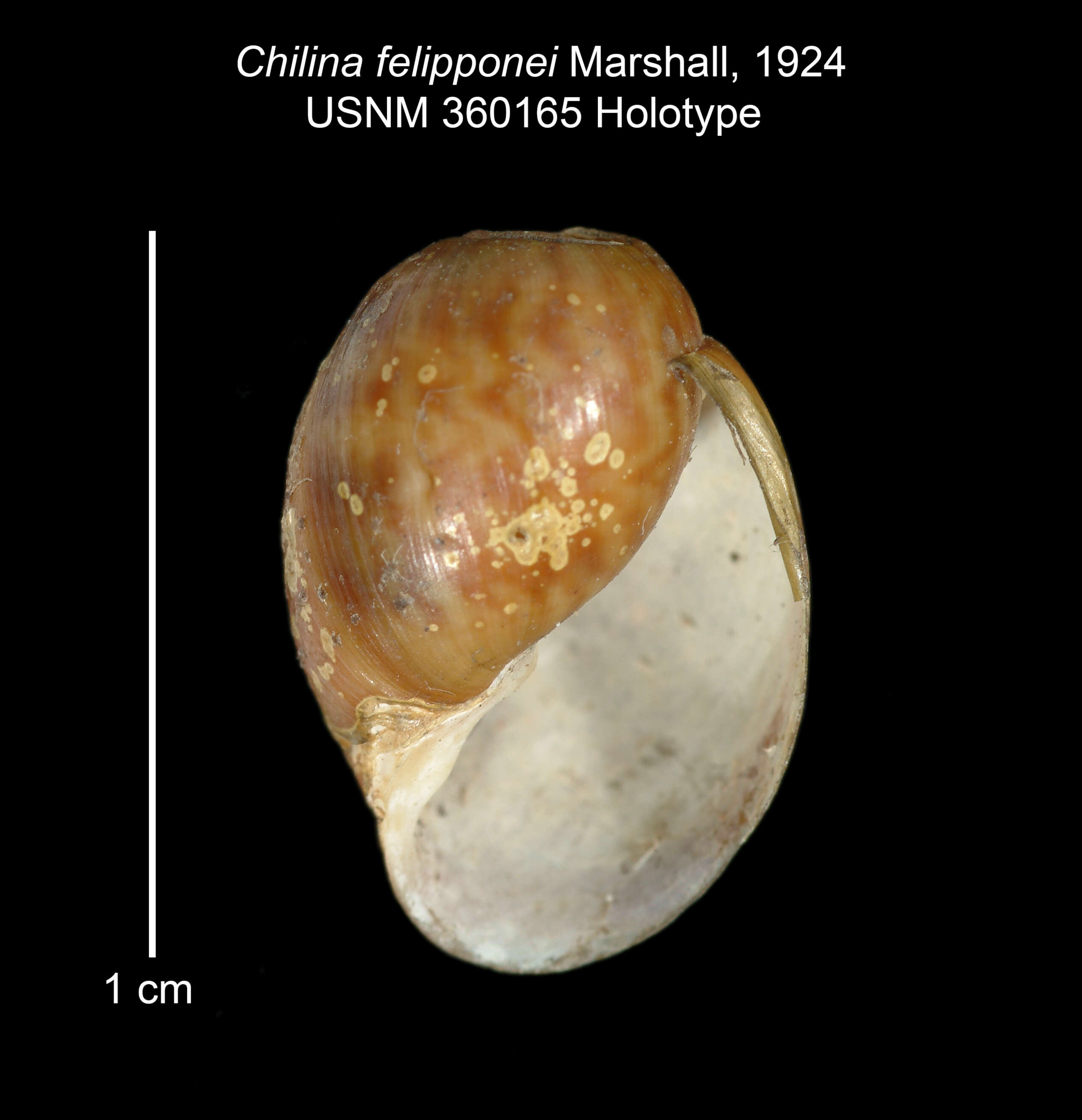 Image of Chilina felipponei W. B. Marshall 1924