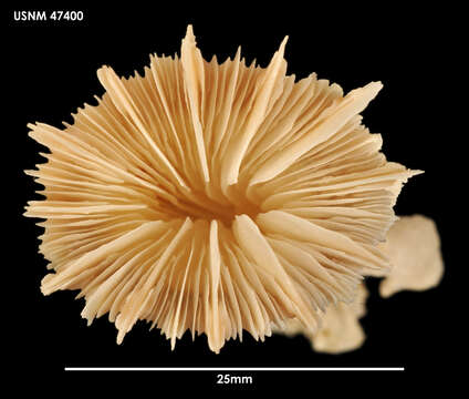 Image de scléractiniaire à crête