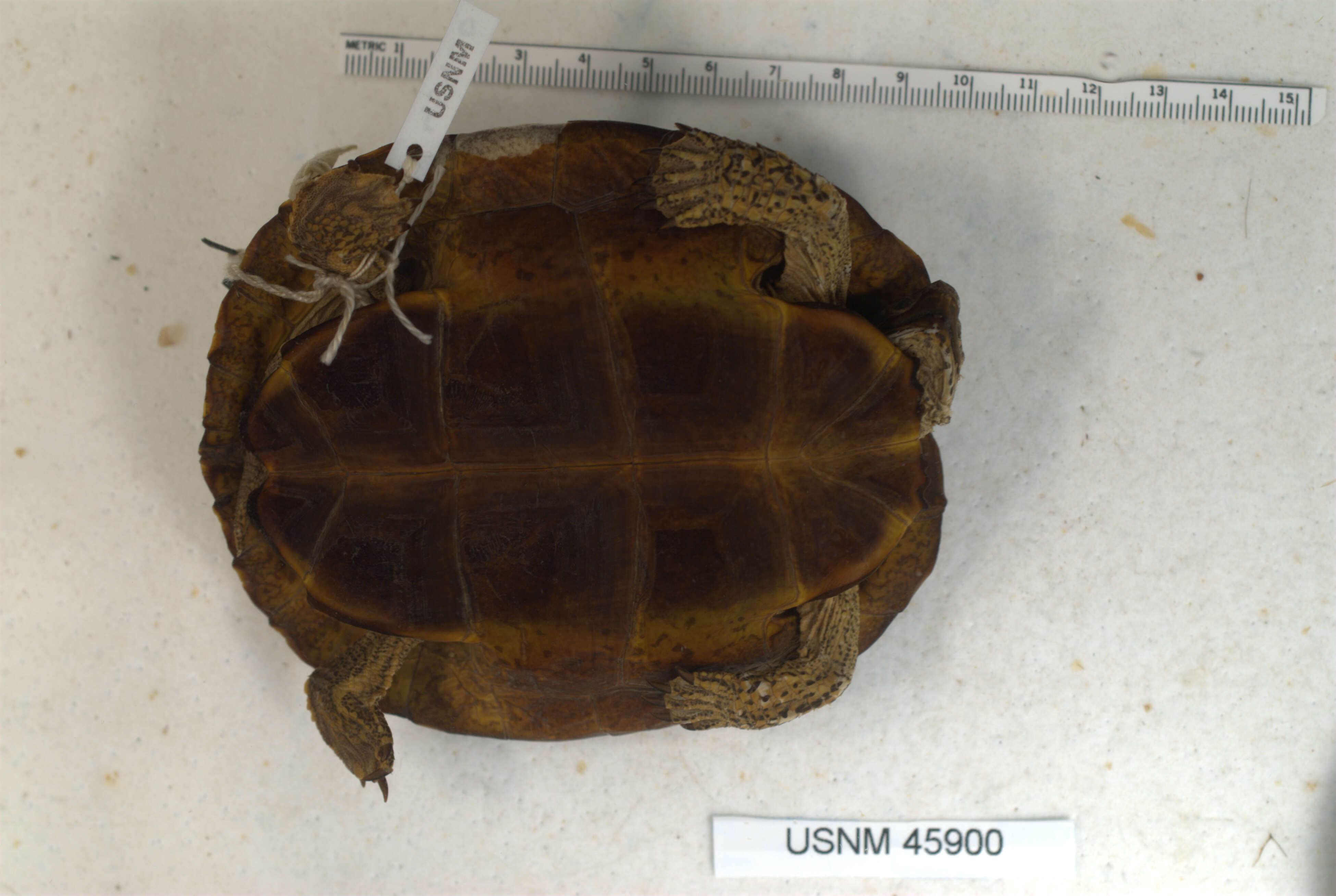 Image of Black River Turtle