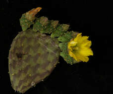 Image de Opuntia decumbens Salm-Dyck