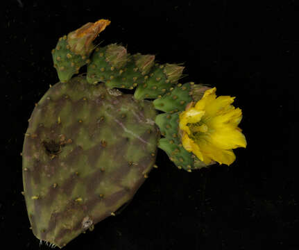 Image of Opuntia decumbens Salm-Dyck