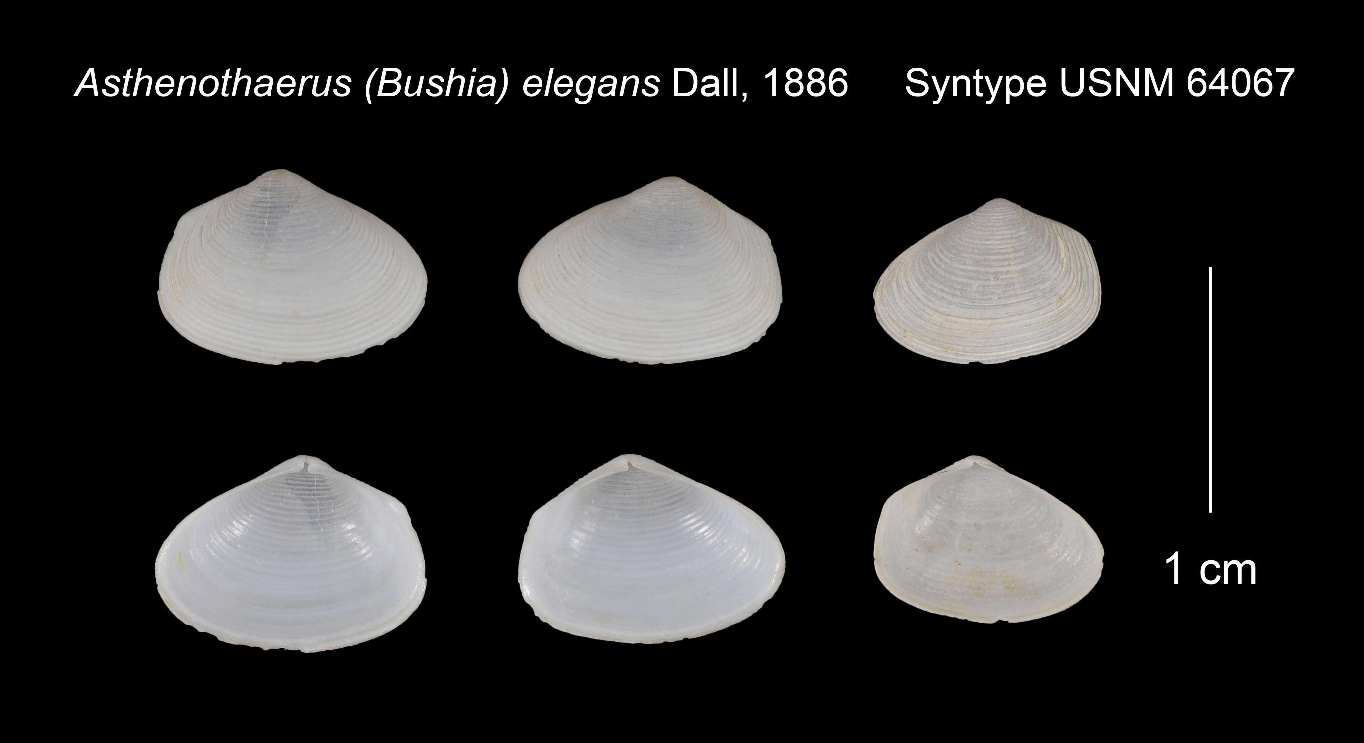 Image de Bushia elegans (Dall 1886)