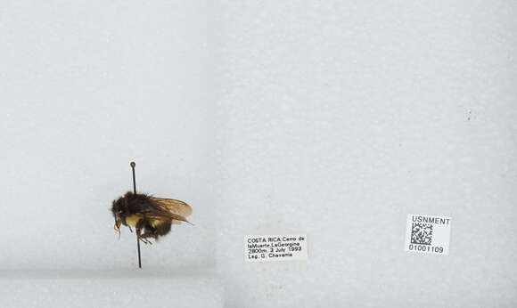 Image of Bombus ephippiatus Say 1837