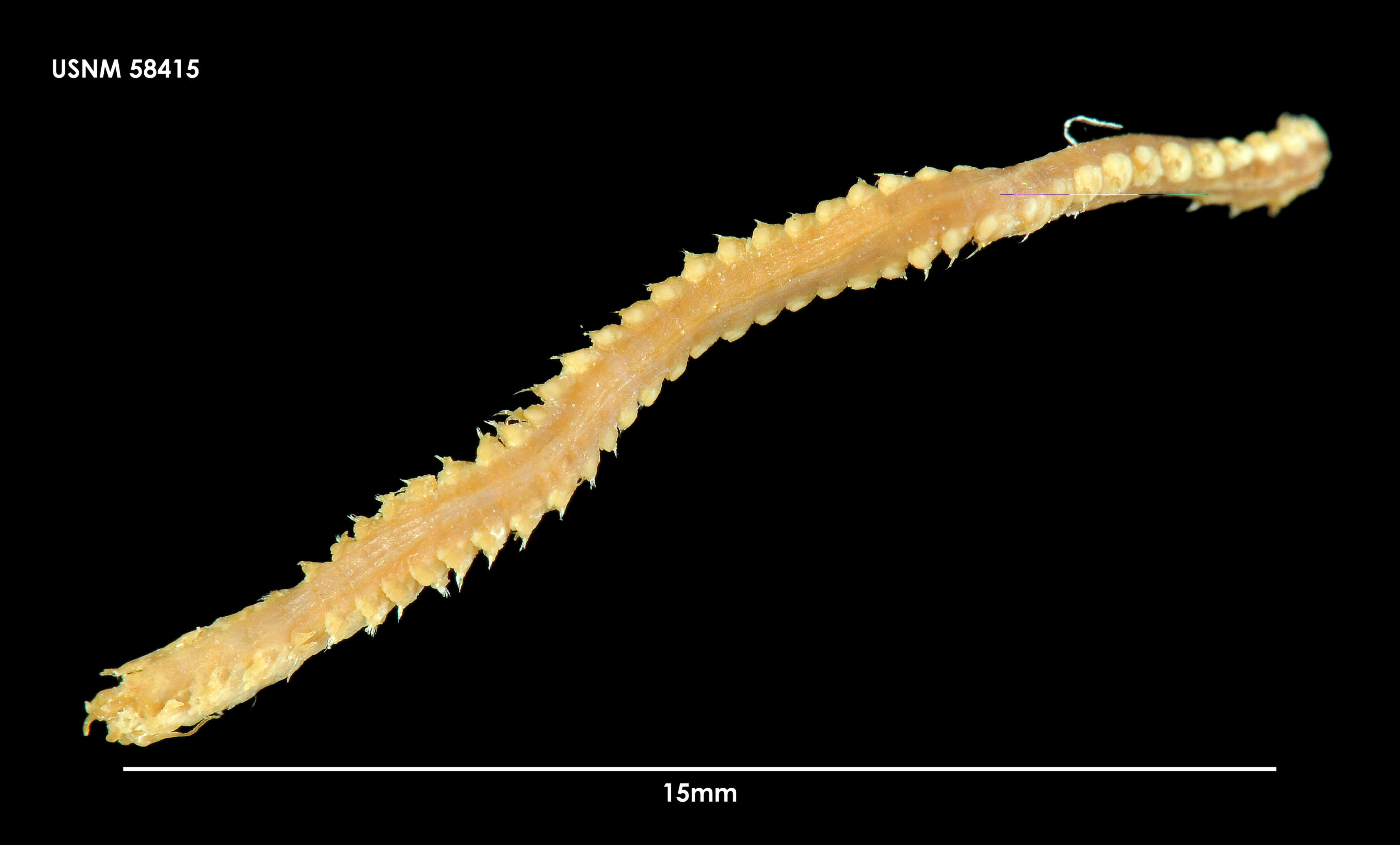 Plancia ëd Paradiopatra antarctica (Monro 1930)