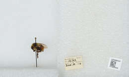 Image of Two Form Bumble Bee