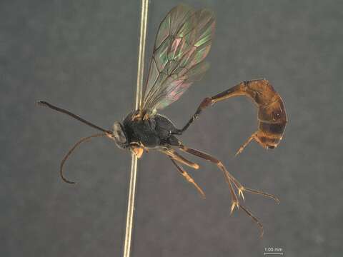 Image of Casinaria lenticulata Maheshwary & Gupta 1977